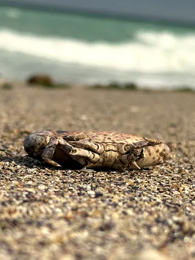 Excursie de o Zi la Constanța: Mare, Delfini și Istorie