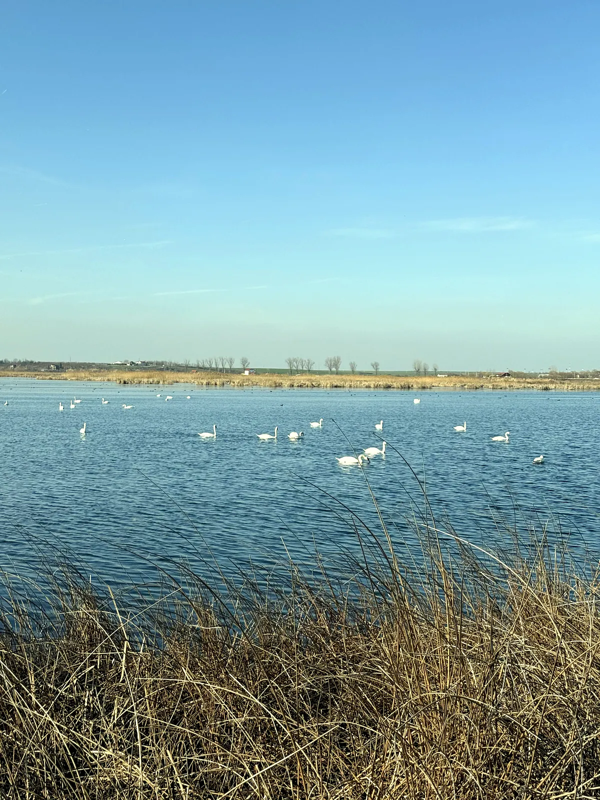 Comana: Aventură și Istorie în Delta Neajlovului