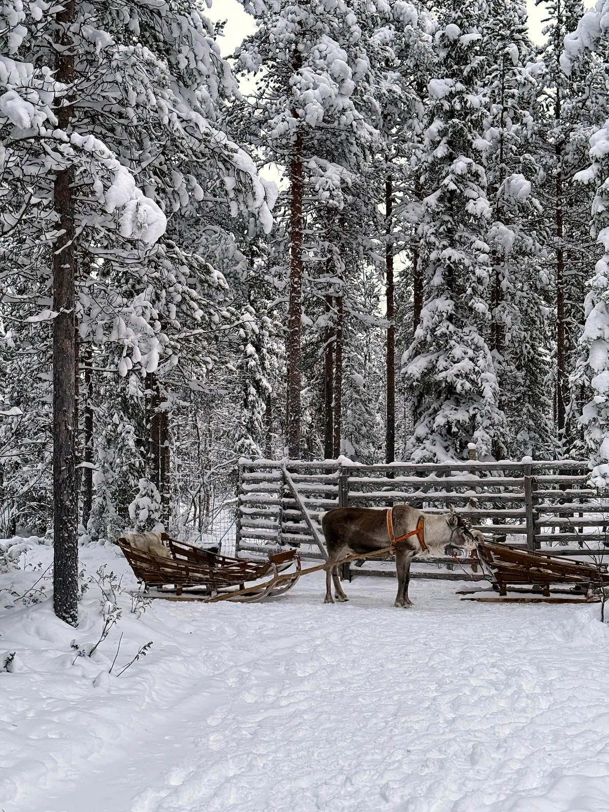 Magia din Laponia: O Călătorie de Vis Acasă la Moș Crăciun